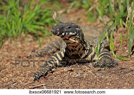 Lace monitor a View Large Photo Image Stock Image - Lace monitor a. Fotosearch