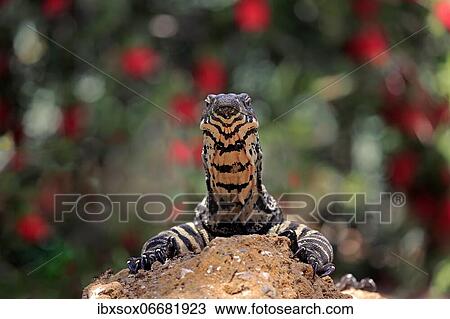 Stock Image - Lace monitor a. Fotosearch