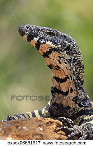 Stock Photo - Lace monitor a. Fotosearch