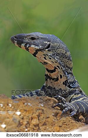 Lace monitor a View Large Photo Image Stock Photo - Lace monitor a. Fotosearch