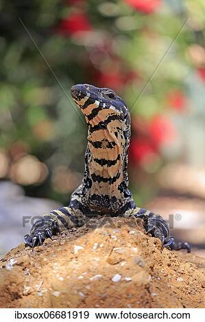 Lace monitor a View Large Photo Image Stock Photo - Lace monitor a. Fotosearch