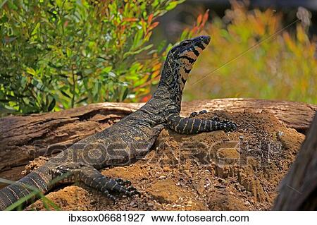 Lace monitor a View Large Photo Image Stock Photo - Lace monitor a. Fotosearch