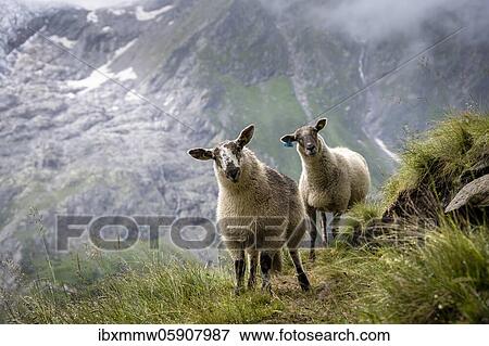 Lamb standing at the exit, Bernese Oberland, Switzerland, Europe View Large Photo Image Stock Photo - Lamb standing at the exit, Bernese Oberland, Switzerland, Europe. Fotosearch