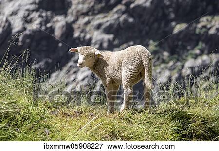 Stock Photo - Lamb standing at the slope, Bernese Oberland, Switzerland, Europe. Fotosearch