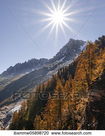 Larch trees in autumn colours, summit of the Aiguille du Midi, Chamonix, Haute-Savoie, France, Europe View Large Photo Image Stock Image - Larch trees in autumn colours, summit of the Aiguille du Midi, Chamonix, Haute-Savoie, France, Europe. Fotosearch
