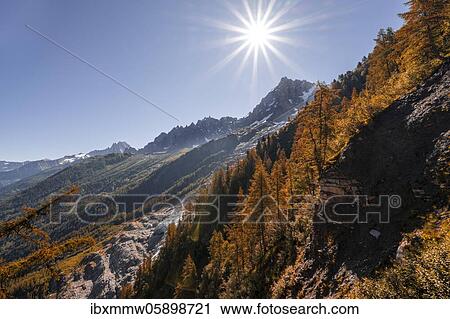Larch trees in autumn colours, summit of the Aiguille du Midi, Chamonix, Haute-Savoie, France, Europe View Large Photo Image Stock Image - Larch trees in autumn colours, summit of the Aiguille du Midi, Chamonix, Haute-Savoie, France, Europe. Fotosearch