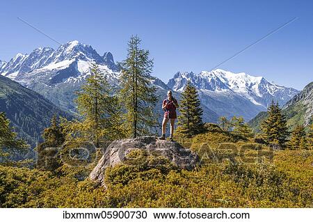 Larches in autumn colour, hiker looking at mountain panorama from Aiguillette des Posettes, summits Aiguille Verte, Aiguille du Midi and Mont Blanc, Chamonix, Haute-Savoie, France, Europe View Large Photo Image Stock Image - Larches in autumn colour, hiker looking at mountain panorama from Aiguillette des Posettes, summits Aiguille Verte, Aiguille du Midi and Mont Blanc, Chamonix, Haute-Savoie, France, Europe. Fotosearch