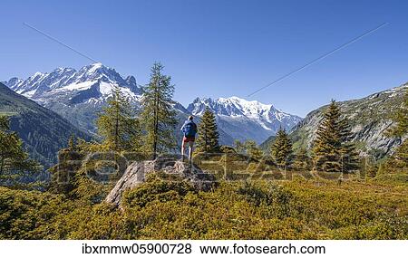 Stock Photo - Larches in autumn colour, hiker looking at mountain panorama from Aiguillette des Posettes, summits Aiguille Verte, Aiguille du Midi and Mont Blanc, Chamonix, Haute-Savoie, France, Europe. Fotosearch