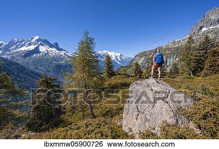 Larches in autumn colour, hiker looking at mountain panorama from Aiguillette des Posettes, summits Aiguille Verte, Aiguille du Midi and Mont Blanc, Chamonix, Haute-Savoie, France, Europe View Large Photo Image Stock Photograph - Larches in autumn colour, hiker looking at mountain panorama from Aiguillette des Posettes, summits Aiguille Verte, Aiguille du Midi and Mont Blanc, Chamonix, Haute-Savoie, France, Europe. Fotosearch