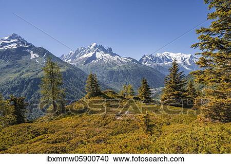 Stock Image - Larches in autumn colour, mountain panorama from Aiguillette des Posettes, summits Aiguille Verte, Aiguille du Midi and Mont Blanc, Chamonix, Haute-Savoie, France, Europe. Fotosearch