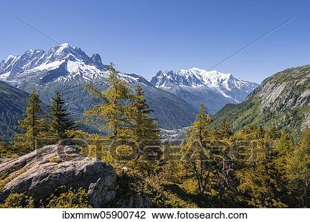 Larches in autumn colour, mountain panorama from Aiguillette des Posettes, peaks Aiguille Verte, Aiguille du Midi and Mont Blanc, Chamonix, Haute-Savoie, Frankreic View Large Photo Image Stock Image - Larches in autumn colour, mountain panorama from Aiguillette des Posettes, peaks Aiguille Verte, Aiguille du Midi and Mont Blanc, Chamonix, Haute-Savoie, Frankreic. Fotosearch