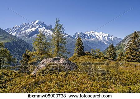 Larches in autumn colour, mountain panorama from Aiguillette des Posettes, summits Aiguille Verte, Aiguille du Midi and Mont Blanc, Chamonix, Haute-Savoie, France, Europe View Large Photo Image Stock Photo - Larches in autumn colour, mountain panorama from Aiguillette des Posettes, summits Aiguille Verte, Aiguille du Midi and Mont Blanc, Chamonix, Haute-Savoie, France, Europe. Fotosearch