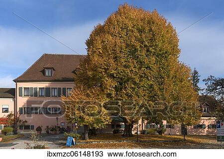 Large-leaved linden (Tilia platyphyllos) in autumn colours, Middle Franconia, Bavaria, Germany, Europe View Large Photo Image Stock Image - Large-leaved linden (Tilia platyphyllos) in autumn colours, Middle Franconia, Bavaria, Germany, Europe. Fotosearch
