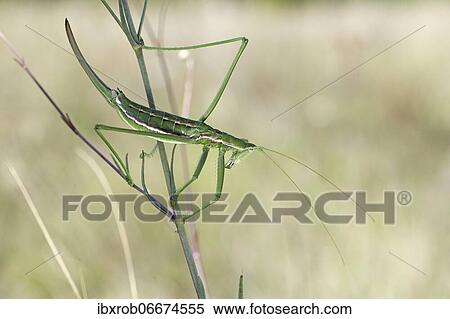 Large sawfly (Saga pedo) on meadow plant, extremely rare species, Tulcea, Romania, Europe View Large Photo Image Stock Photography - Large sawfly (Saga pedo) on meadow plant, extremely rare species, Tulcea, Romania, Europe. Fotosearch