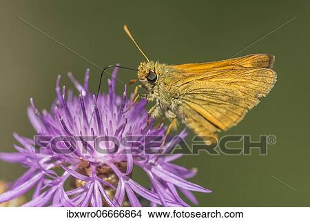 Large skippers (Ochlodes sylvanus), Eichstätt, Bavaria, Germany, Europe View Large Photo Image Picture - Large skippers (Ochlodes sylvanus), Eichstätt, Bavaria, Germany, Europe. Fotosearch