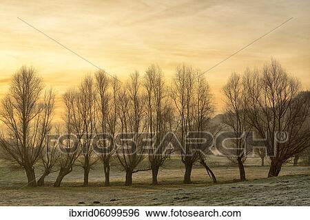 Stock Photograph - Leafless pollarded willows in the morning mist, Lower Rhine, North Rhine-Westphalia, Germany, Europe. Fotosearch
