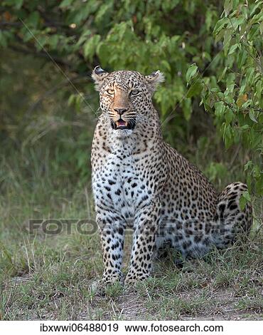 Leopard (Panthera pardus), Female, portrait, Masai Mara, Kenya, Africa View Large Photo Image Stock Photo - Leopard (Panthera pardus), Female, portrait, Masai Mara, Kenya, Africa. Fotosearch