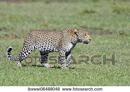 Leopard (Panthera pardus) in the savannah, Massai Mara, Kenya, Africa View Large Photo Image Stock Photo - Leopard (Panthera pardus) in the savannah, Massai Mara, Kenya, Africa. Fotosearch