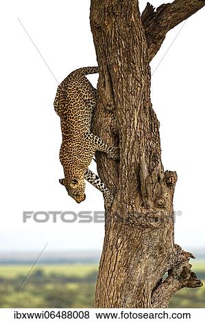 Stock Photo - Leopard (Panthera pardus) wrestling from a tree, Massai Mara, Kenya, Africa. Fotosearch