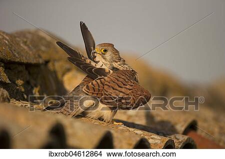Lesser Kestrel (Falco naumanni), female preening on tiled roof, Extremadura, Spain, Europe View Large Photo Image Picture - Lesser Kestrel (Falco naumanni), female preening on tiled roof, Extremadura, Spain, Europe. Fotosearch