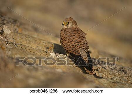 Lesser Kestrel (Falco naumanni), female on tiled roof, Extremadura, Spain, Europe View Large Photo Image Stock Image - Lesser Kestrel (Falco naumanni), female on tiled roof, Extremadura, Spain, Europe. Fotosearch