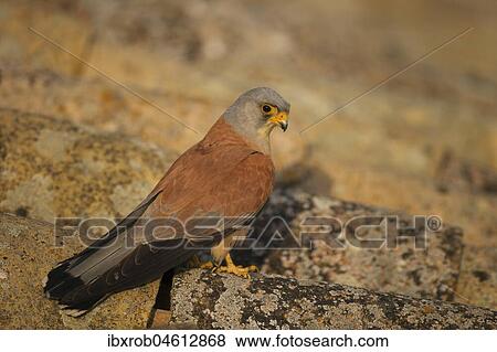 Stock Photo - Lesser Kestrel (Falco naumanni), male on tiled roof, Extremadura, Spain, Europe. Fotosearch