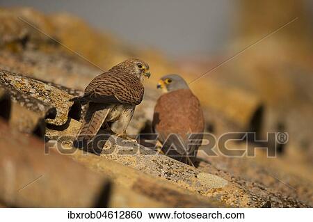 Lesser Kestrel (Falco naumanni), pair on tiled roof, Extremadura, Spain, Europe View Large Photo Image Stock Image - Lesser Kestrel (Falco naumanni), pair on tiled roof, Extremadura, Spain, Europe. Fotosearch