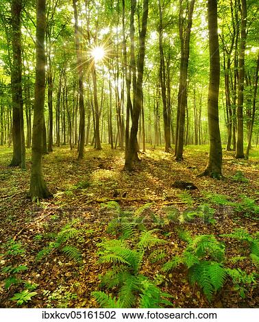 Light-flooded beech forest, sun shines through the leaves, fern covers the forest floor, near Naumburg, Burgenlandkreis, Saxony-Anhalt, Germany, Europe View Large Photo Image Stock Image - Light-flooded beech forest, sun shines through the leaves, fern covers the forest floor, near Naumburg, Burgenlandkreis, Saxony-Anhalt, Germany, Europe. Fotosearch