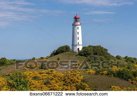 Lighthouse Dornbusch with blooming broom, Hiddensee Island, Mecklenburg-Western Pomerania, Germany, Europe View Large Photo Image Stock Image - Lighthouse Dornbusch with blooming broom, Hiddensee Island, Mecklenburg-Western Pomerania, Germany, Europe. Fotosearch