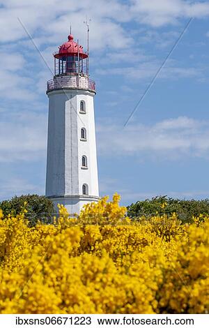 Lighthouse Dornbusch with blooming broom, Hiddensee Island, Mecklenburg-Western Pomerania, Germany, Europe View Large Photo Image Stock Image - Lighthouse Dornbusch with blooming broom, Hiddensee Island, Mecklenburg-Western Pomerania, Germany, Europe. Fotosearch