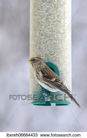 Stock Image - Linnet (Carduelis cannabina), very rare yellow colour variety, at winter feeding, Schwaz, Tyrol, Austria, Europe. Fotosearch