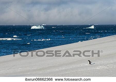 Little gentoo penguin walking on a glacier, Brown Bluff, Antarctica View Large Photo Image Stock Photograph - Little gentoo penguin walking on a glacier, Brown Bluff, Antarctica. Fotosearch