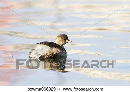 Little grebe (Tachybaptus ruficollis), light dress, swimming, Hesse, Germany, Europe View Large Photo Image Stock Photo - Little grebe (Tachybaptus ruficollis), light dress, swimming, Hesse, Germany, Europe. Fotosearch
