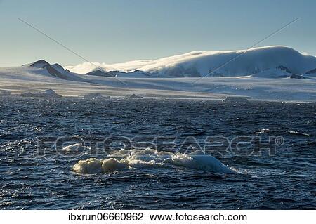 Little icebergs loating before the huge glaciers on Tabarin Peninsula, Antarctica View Large Photo Image Stock Image - Little icebergs loating before the huge glaciers on Tabarin Peninsula, Antarctica. Fotosearch