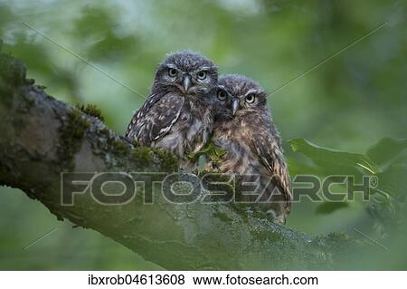 Stock Photo - Little owl (Athene noctua) two young birds sitting close together in an apple tree, Thuringia, Germany, Europe. Fotosearch
