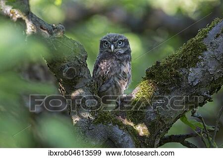 Stock Photo - Little owl (Athene noctua) young bird in apple tree, Thuringia, Germany, Europe. Fotosearch