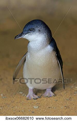 Little penguin (Eudyptula minor), adult, on the beach, Kangaroo Island, South Australia, Australia, Oceania View Large Photo Image Stock Image - Little penguin (Eudyptula minor), adult, on the beach, Kangaroo Island, South Australia, Australia, Oceania. Fotosearch