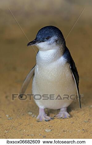 Little penguin (Eudyptula minor), adult, on the beach, Kangaroo Island, South Australia, Australia, Oceania View Large Photo Image Stock Photo - Little penguin (Eudyptula minor), adult, on the beach, Kangaroo Island, South Australia, Australia, Oceania. Fotosearch