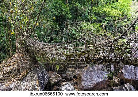 Living Root Bridge, Sohra or Cherrapunjee, Meghalaya, India, Asia View Large Photo Image Stock Image - Living Root Bridge, Sohra or Cherrapunjee, Meghalaya, India, Asia. Fotosearch