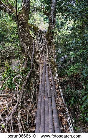 Living Root Bridge, Sohra or Cherrapunjee, Meghalaya, India, Asia View Large Photo Image Stock Image - Living Root Bridge, Sohra or Cherrapunjee, Meghalaya, India, Asia. Fotosearch