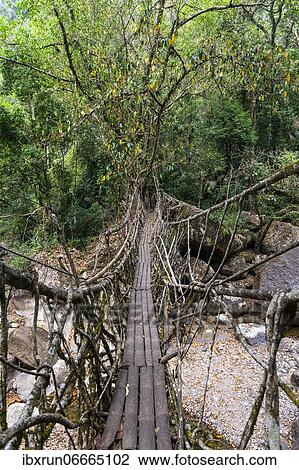 Stock Image - Living Root Bridge, Sohra or Cherrapunjee, Meghalaya, India, Asia. Fotosearch