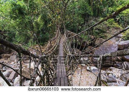 Living Root Bridge, Sohra or Cherrapunjee, Meghalaya, India, Asia View Large Photo Image Stock Image - Living Root Bridge, Sohra or Cherrapunjee, Meghalaya, India, Asia. Fotosearch