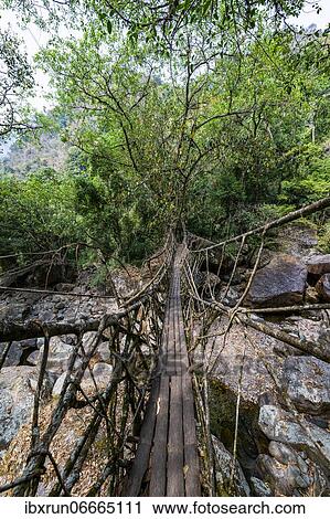 Living Root Bridge, Sohra or Cherrapunjee, Meghalaya, India, Asia View Large Photo Image Stock Image - Living Root Bridge, Sohra or Cherrapunjee, Meghalaya, India, Asia. Fotosearch