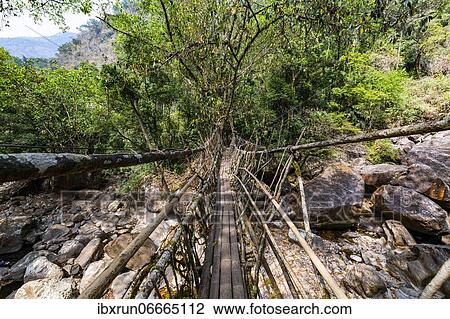 Living Root Bridge, Sohra or Cherrapunjee, Meghalaya, India, Asia View Large Photo Image Stock Image - Living Root Bridge, Sohra or Cherrapunjee, Meghalaya, India, Asia. Fotosearch