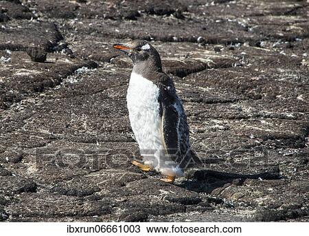 Long-tailed gentoo penguin colony (Pygoscelis papua), Saunders island, Falklands, South America View Large Photo Image Stock Image - Long-tailed gentoo penguin colony (Pygoscelis papua), Saunders island, Falklands, South America. Fotosearch
