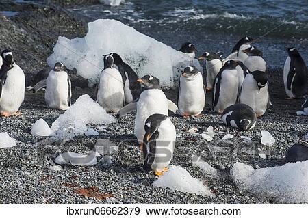 Long-tailed gentoo penguins (Pygoscelis papua), Gourdin island, Antarctica View Large Photo Image Stock Photo - Long-tailed gentoo penguins (Pygoscelis papua), Gourdin island, Antarctica. Fotosearch