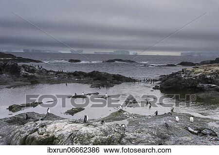Long-tailed gentoo penguins (Pygoscelis papua), Gourdin island, Antarctica View Large Photo Image Stock Photograph - Long-tailed gentoo penguins (Pygoscelis papua), Gourdin island, Antarctica. Fotosearch