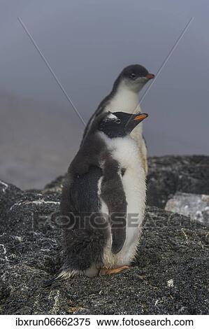 Long-tailed gentoo penguins (Pygoscelis papua), Gourdin island, Antarctica View Large Photo Image Stock Photography - Long-tailed gentoo penguins (Pygoscelis papua), Gourdin island, Antarctica. Fotosearch