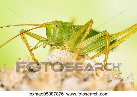 Macro Focus Stacking picture of male of Oak Bush-Cricket (Meconema thalassinum), England, UK View Large Photo Image Stock Photograph - Macro Focus Stacking picture of male of Oak Bush-Cricket (Meconema thalassinum), England, UK. Fotosearch