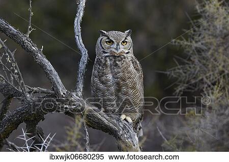 Magellanic horned owl (Bubo magellanicus) on a branch, Punta Norte, Valdes Peninsula, Argentina, South America View Large Photo Image Stock Photography - Magellanic horned owl (Bubo magellanicus) on a branch, Punta Norte, Valdes Peninsula, Argentina, South America. Fotosearch
